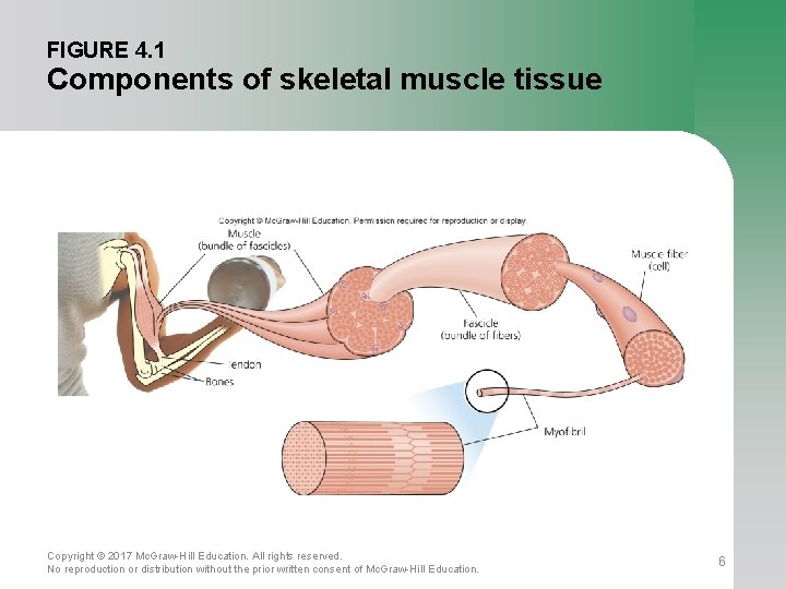 FIGURE 4. 1 Components of skeletal muscle tissue Copyright © 2017 Mc. Graw-Hill Education.