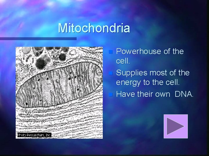 Mitochondria n n n Powerhouse of the cell. Supplies most of the energy to