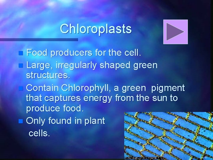 Chloroplasts Food producers for the cell. n Large, irregularly shaped green structures. n Contain