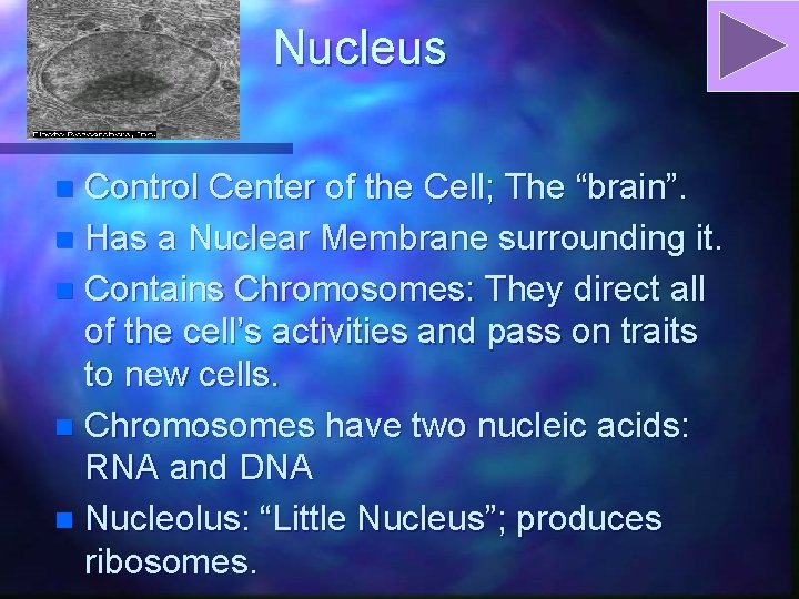 Nucleus Control Center of the Cell; The “brain”. n Has a Nuclear Membrane surrounding