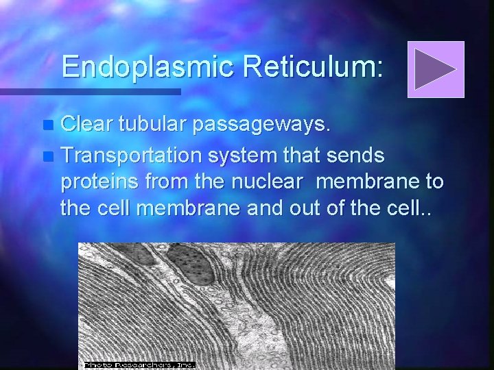 Endoplasmic Reticulum: Clear tubular passageways. n Transportation system that sends proteins from the nuclear