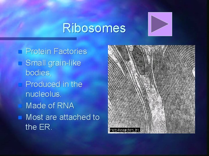 Ribosomes n n n Protein Factories Small grain-like bodies, Produced in the nucleolus. Made