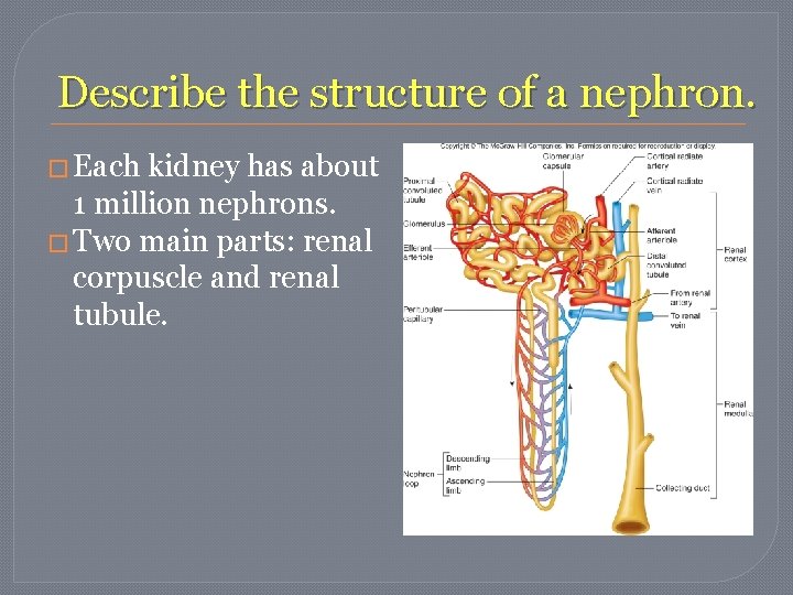 Describe the structure of a nephron. � Each kidney has about 1 million nephrons. Describe the structure of a nephron. � Each kidney has about 1 million nephrons.