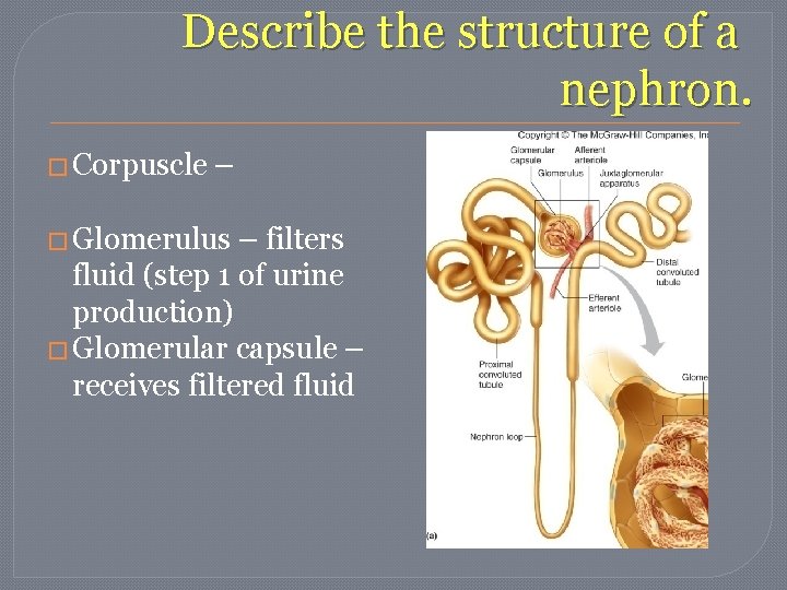 Describe the structure of a nephron. � Corpuscle – � Glomerulus – filters fluid Describe the structure of a nephron. � Corpuscle – � Glomerulus – filters fluid