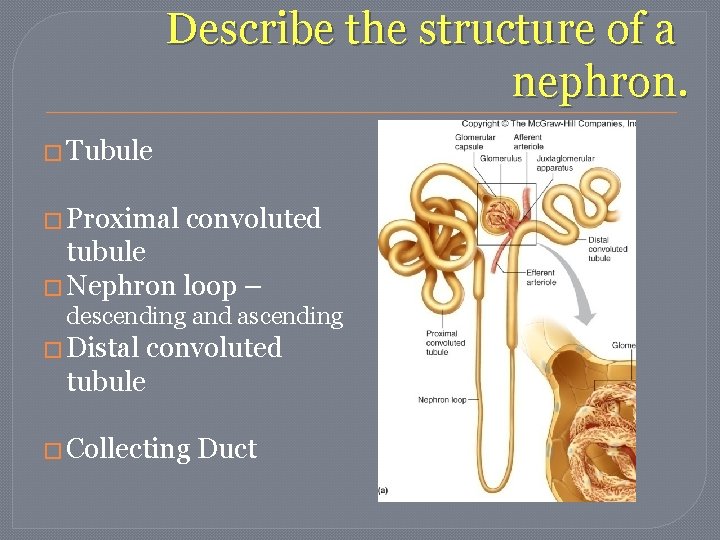 Describe the structure of a nephron. � Tubule � Proximal convoluted tubule � Nephron Describe the structure of a nephron. � Tubule � Proximal convoluted tubule � Nephron