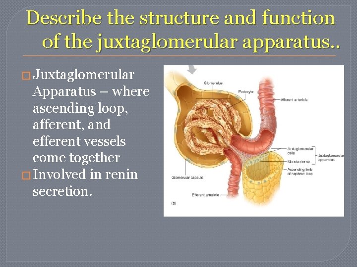 Describe the structure and function of the juxtaglomerular apparatus. . � Juxtaglomerular Apparatus – Describe the structure and function of the juxtaglomerular apparatus. . � Juxtaglomerular Apparatus –