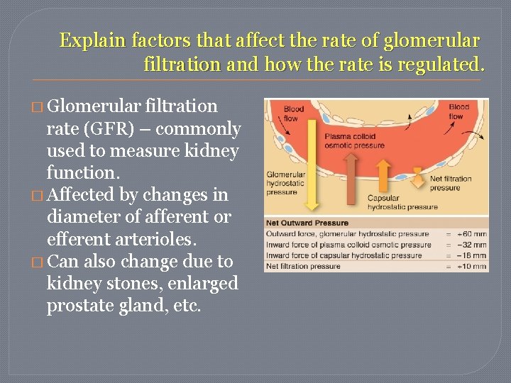 Explain factors that affect the rate of glomerular filtration and how the rate is Explain factors that affect the rate of glomerular filtration and how the rate is