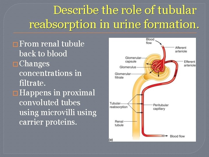 Describe the role of tubular reabsorption in urine formation. � From renal tubule back Describe the role of tubular reabsorption in urine formation. � From renal tubule back