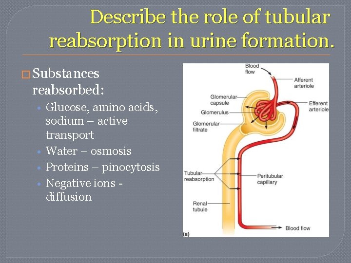 Describe the role of tubular reabsorption in urine formation. � Substances reabsorbed: • Glucose, Describe the role of tubular reabsorption in urine formation. � Substances reabsorbed: • Glucose,