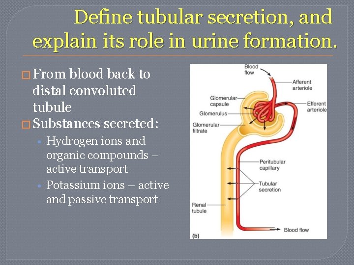 Define tubular secretion, and explain its role in urine formation. � From blood back Define tubular secretion, and explain its role in urine formation. � From blood back