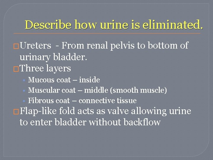 Describe how urine is eliminated. �Ureters - From renal pelvis to bottom of urinary Describe how urine is eliminated. �Ureters - From renal pelvis to bottom of urinary