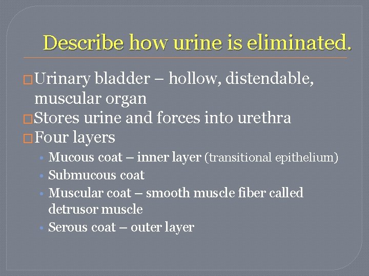 Describe how urine is eliminated. �Urinary bladder – hollow, distendable, muscular organ �Stores urine Describe how urine is eliminated. �Urinary bladder – hollow, distendable, muscular organ �Stores urine