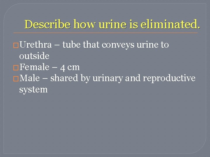 Describe how urine is eliminated. �Urethra – tube that conveys urine to outside �Female Describe how urine is eliminated. �Urethra – tube that conveys urine to outside �Female