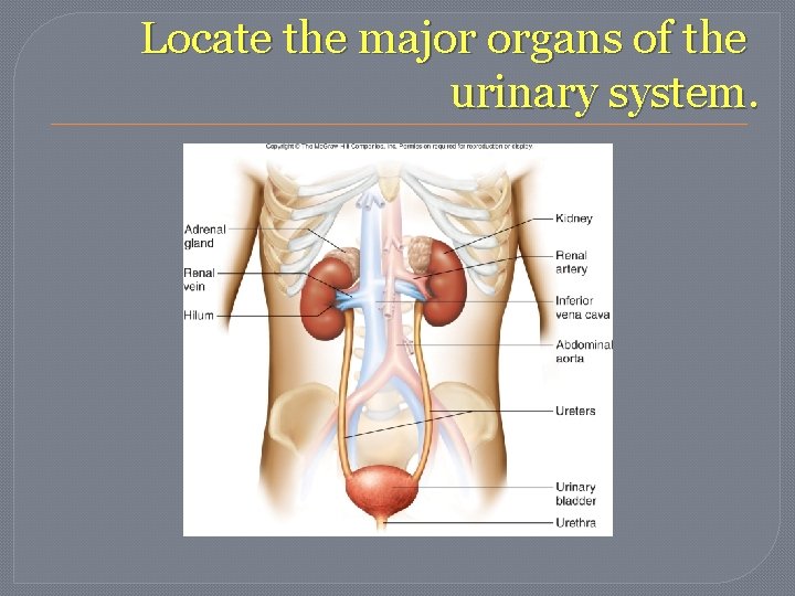 Locate the major organs of the urinary system. Locate the major organs of the urinary system.