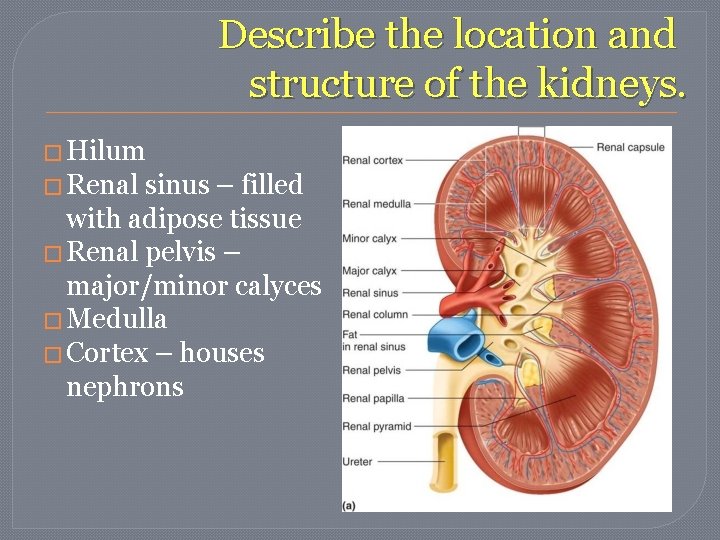Describe the location and structure of the kidneys. � Hilum � Renal sinus – Describe the location and structure of the kidneys. � Hilum � Renal sinus –