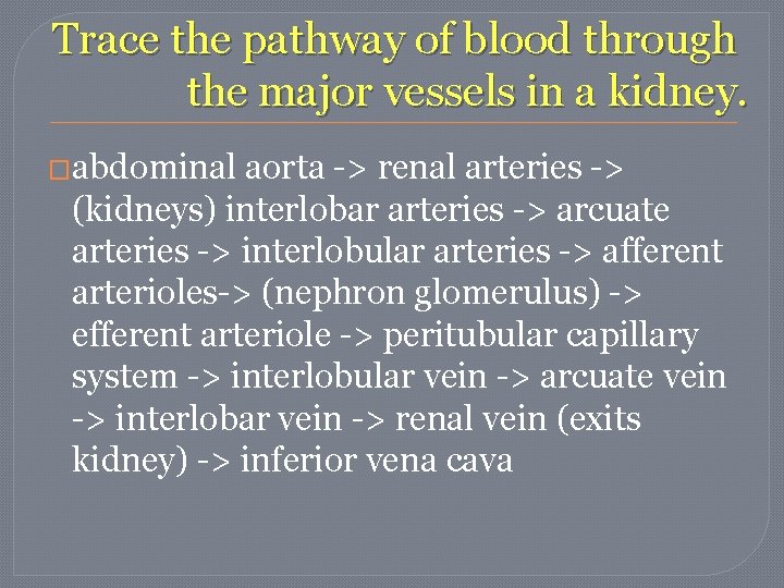 Trace the pathway of blood through the major vessels in a kidney. �abdominal aorta Trace the pathway of blood through the major vessels in a kidney. �abdominal aorta