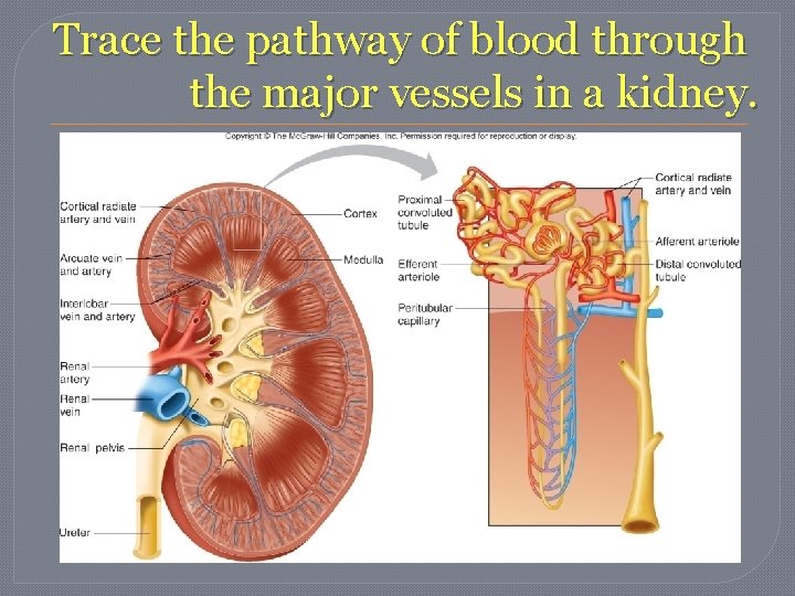 Trace the pathway of blood through the major vessels in a kidney. Trace the pathway of blood through the major vessels in a kidney.
