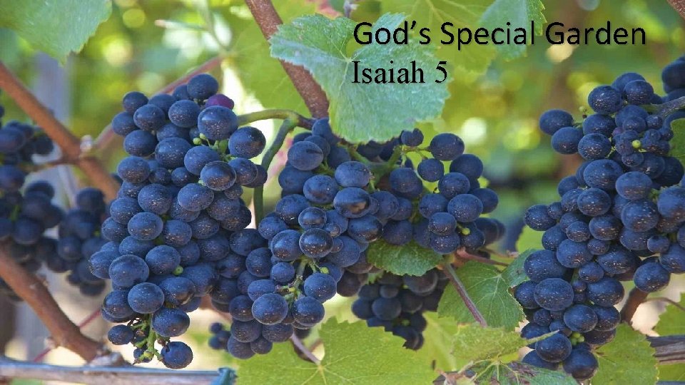 God’s Special Garden Isaiah 5 