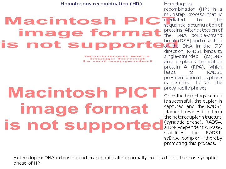 Homologous recombination (HR) is a multistep process that is mediated by the sequential accumulation