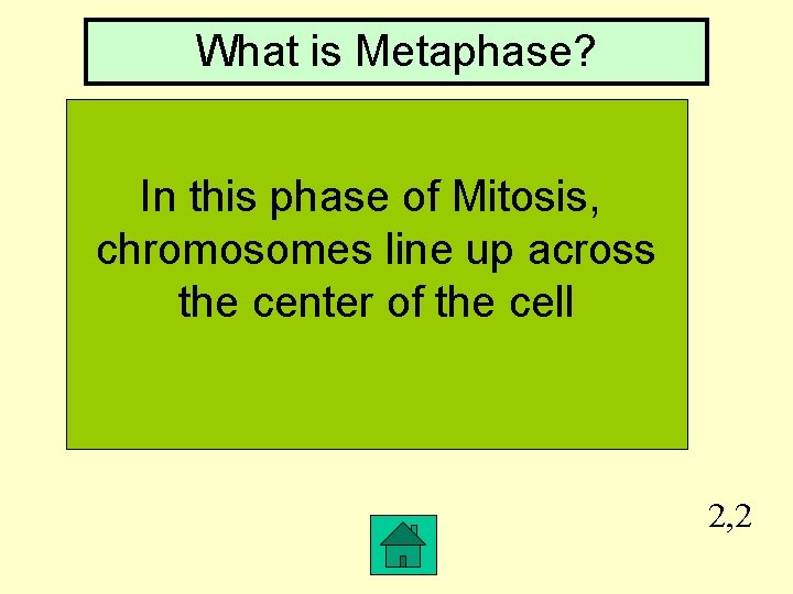 What is Metaphase? In this phase of Mitosis, chromosomes line up across the center
