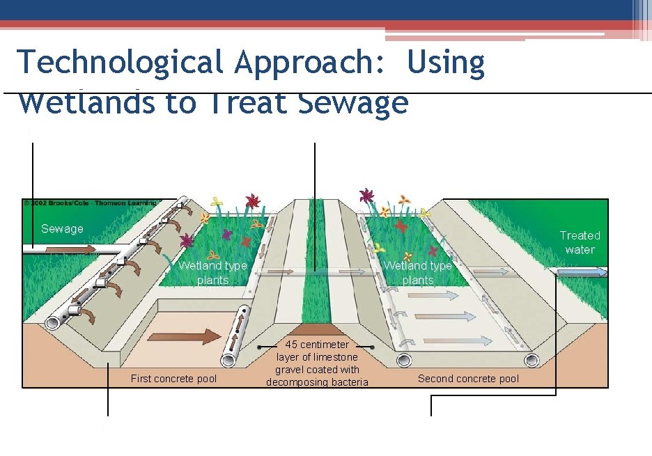 Technological Approach: Using Wetlands to Treat Sewage ( Sewage Treated water Wetland type plants