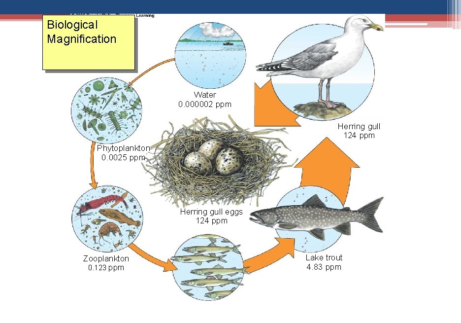 Biological Magnification Water 0. 000002 ppm Herring gull 124 ppm Phytoplankton 0. 0025 ppm