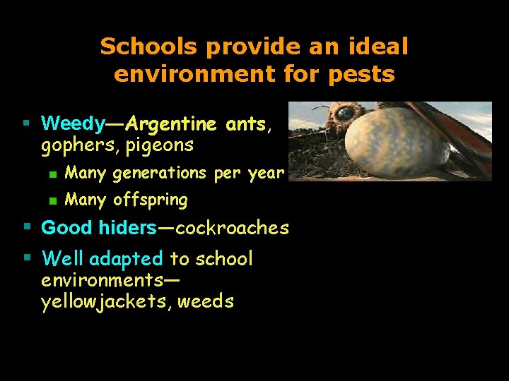 Schools provide an ideal environment for pests § Weedy―Argentine ants, gophers, pigeons Many generations