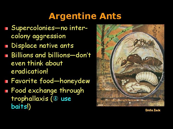 Argentine Ants Supercolonies—no intercolony aggression Displace native ants Billions and billions—don’t even think about