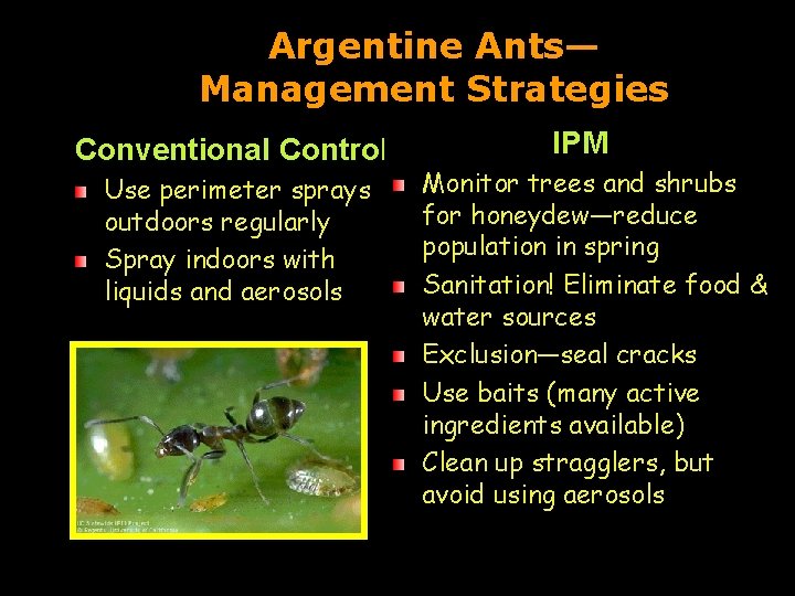 Argentine Ants— Management Strategies Conventional Control Use perimeter sprays outdoors regularly Spray indoors with