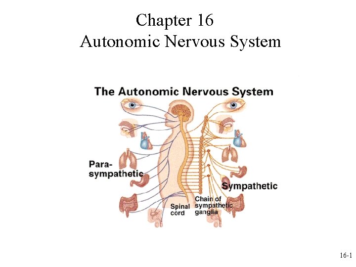 Chapter 16 Autonomic Nervous System 16 1 The