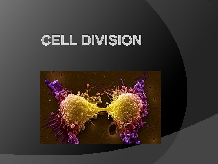 CELL DIVISION 