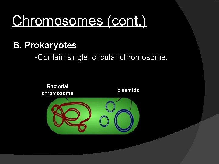 Chromosomes (cont. ) B. Prokaryotes -Contain single, circular chromosome. Bacterial chromosome plasmids 