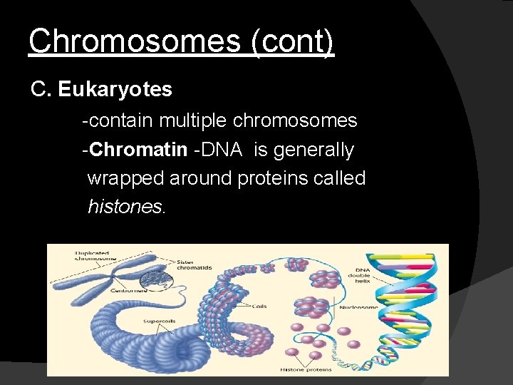 Chromosomes (cont) C. Eukaryotes -contain multiple chromosomes -Chromatin -DNA is generally wrapped around proteins