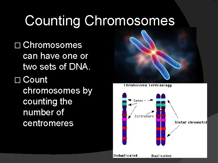 Counting Chromosomes � Chromosomes can have one or two sets of DNA. � Count