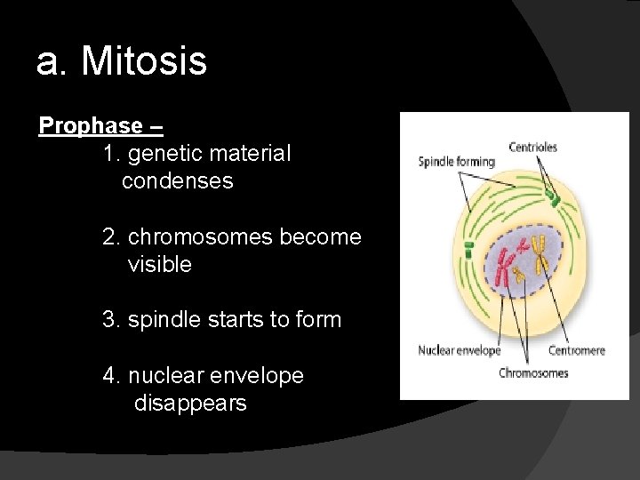 a. Mitosis Prophase – 1. genetic material condenses 2. chromosomes become visible 3. spindle