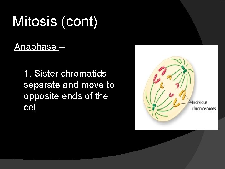 Mitosis (cont) Anaphase – 1. Sister chromatids separate and move to opposite ends of