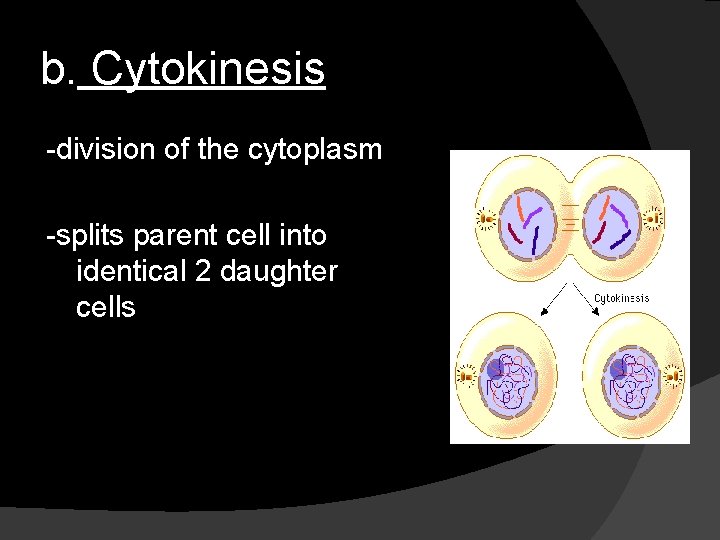 b. Cytokinesis -division of the cytoplasm -splits parent cell into identical 2 daughter cells