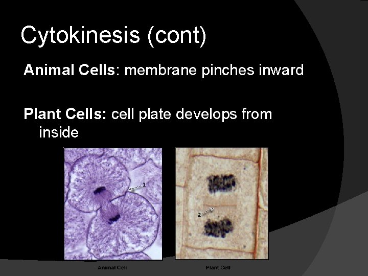 Cytokinesis (cont) Animal Cells: membrane pinches inward Plant Cells: cell plate develops from inside