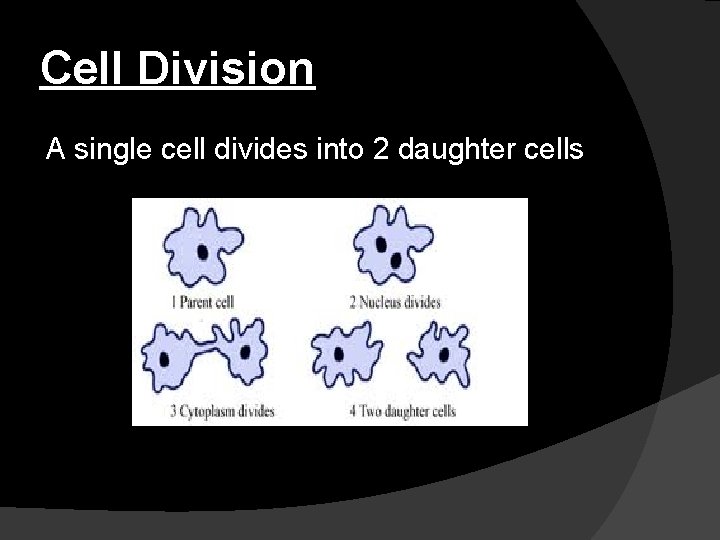 Cell Division A single cell divides into 2 daughter cells 
