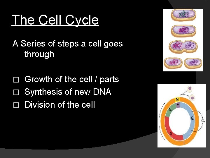 The Cell Cycle A Series of steps a cell goes through Growth of the