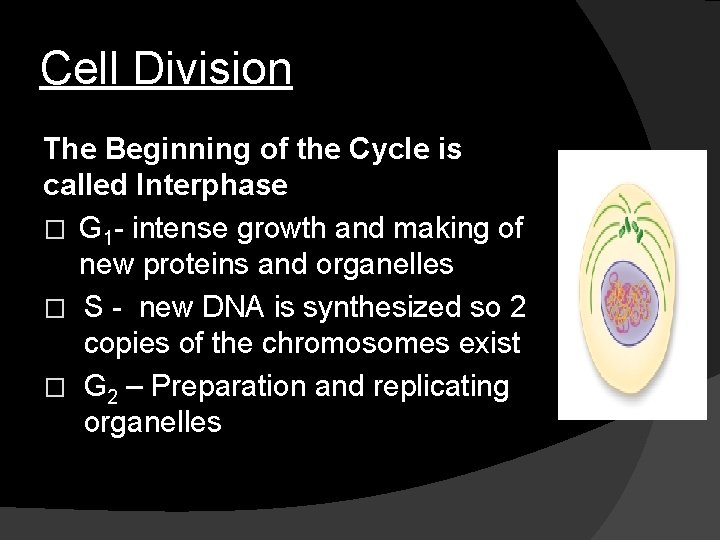 Cell Division The Beginning of the Cycle is called Interphase � G 1 -