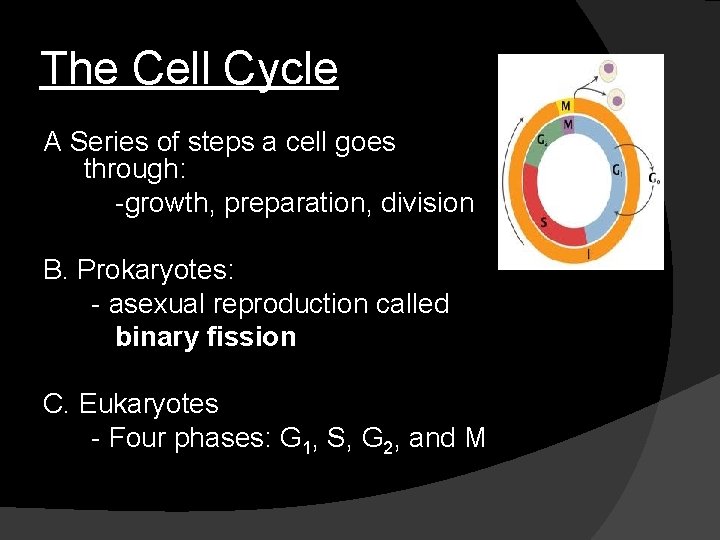 The Cell Cycle A Series of steps a cell goes through: -growth, preparation, division