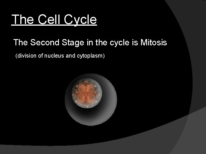 The Cell Cycle The Second Stage in the cycle is Mitosis (division of nucleus