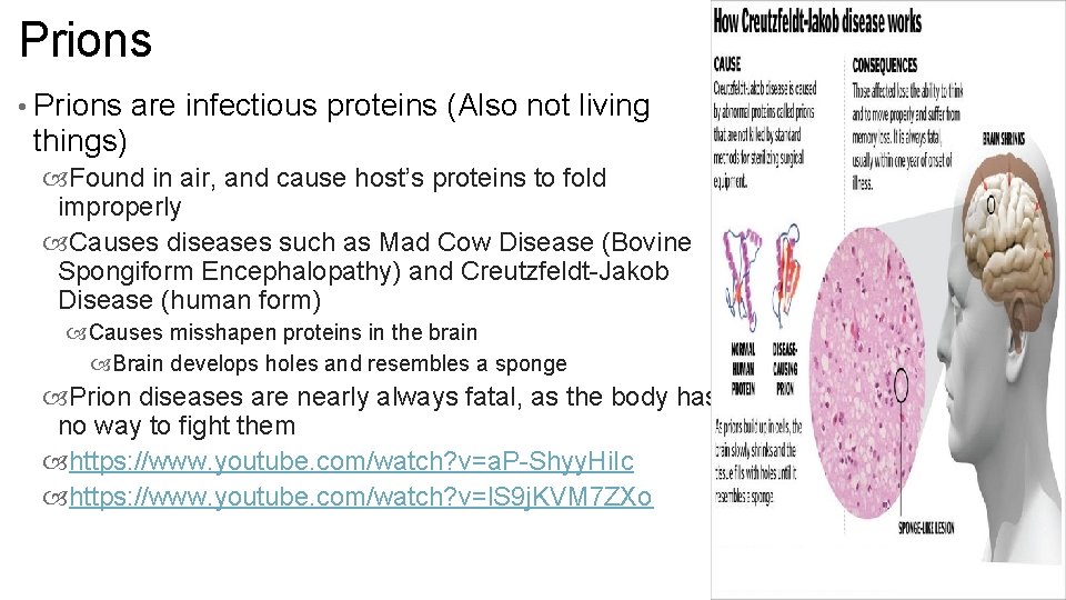 Prions • Prions are infectious proteins (Also not living things) Found in air, and