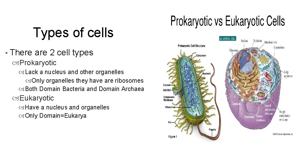 Types of cells • There are 2 cell Prokaryotic types Lack a nucleus and