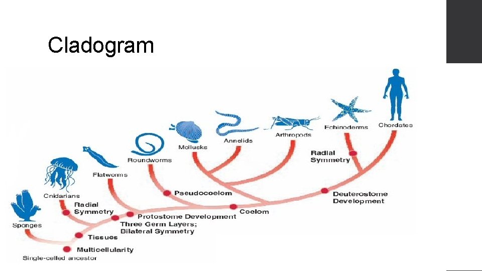 Cladogram 