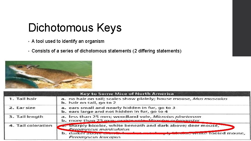 Dichotomous Keys • A tool used to identify an organism • Consists of a