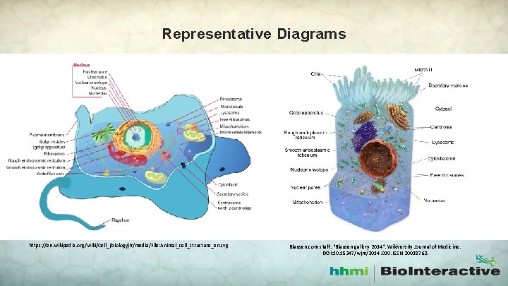 Representative Diagrams https: //en. wikipedia. org/wiki/Cell_(biology)#/media/File: Animal_cell_structure_en. svg Blausen. com staff. "Blausen gallery 2014".