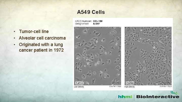 A 549 Cells • Tumor-cell line • Alveolar cell carcinoma • Originated with a