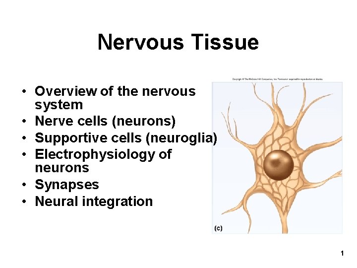 Nervous Tissue • Overview of the nervous system • Nerve cells (neurons) • Supportive